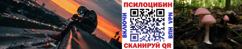 сколько стоит  Новоржев  Псилоцибиновые грибы Psilocybe 